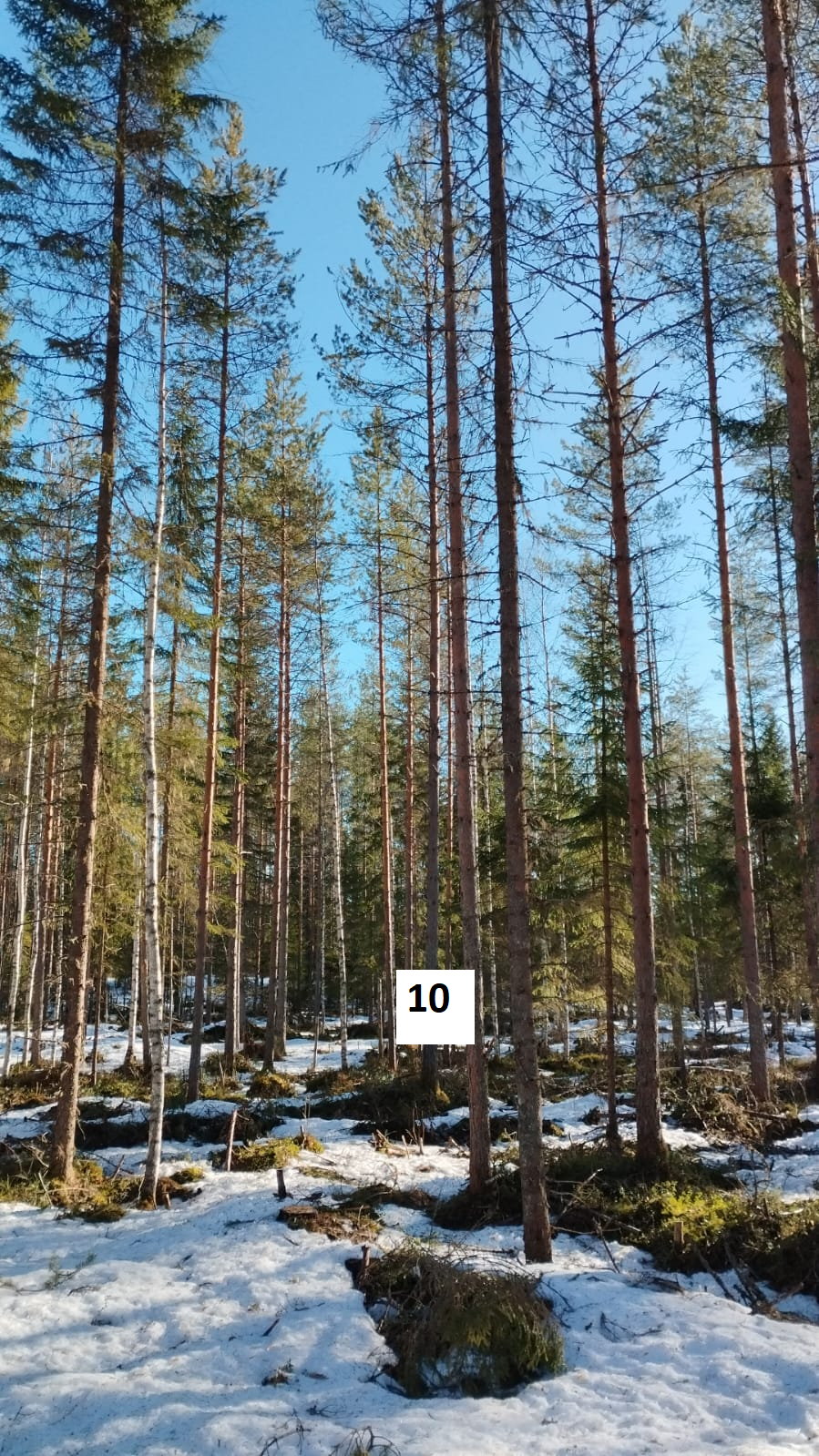 myytävät metsätilat, metsätilan myynti, metsätilat, metsän myyminen, perintömetsän myynti, metsäpalstan myynti, metsää ostavat rahastot, metsätilan kauppa, metsätilan kauppa ilman välittäjää, metsä lkv, metsä