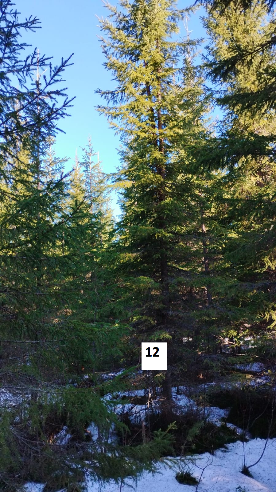 myytävät metsätilat, metsätilan myynti, metsätilat, metsän myyminen, perintömetsän myynti, metsäpalstan myynti, metsää ostavat rahastot, metsätilan kauppa, metsätilan kauppa ilman välittäjää, metsä lkv, metsä