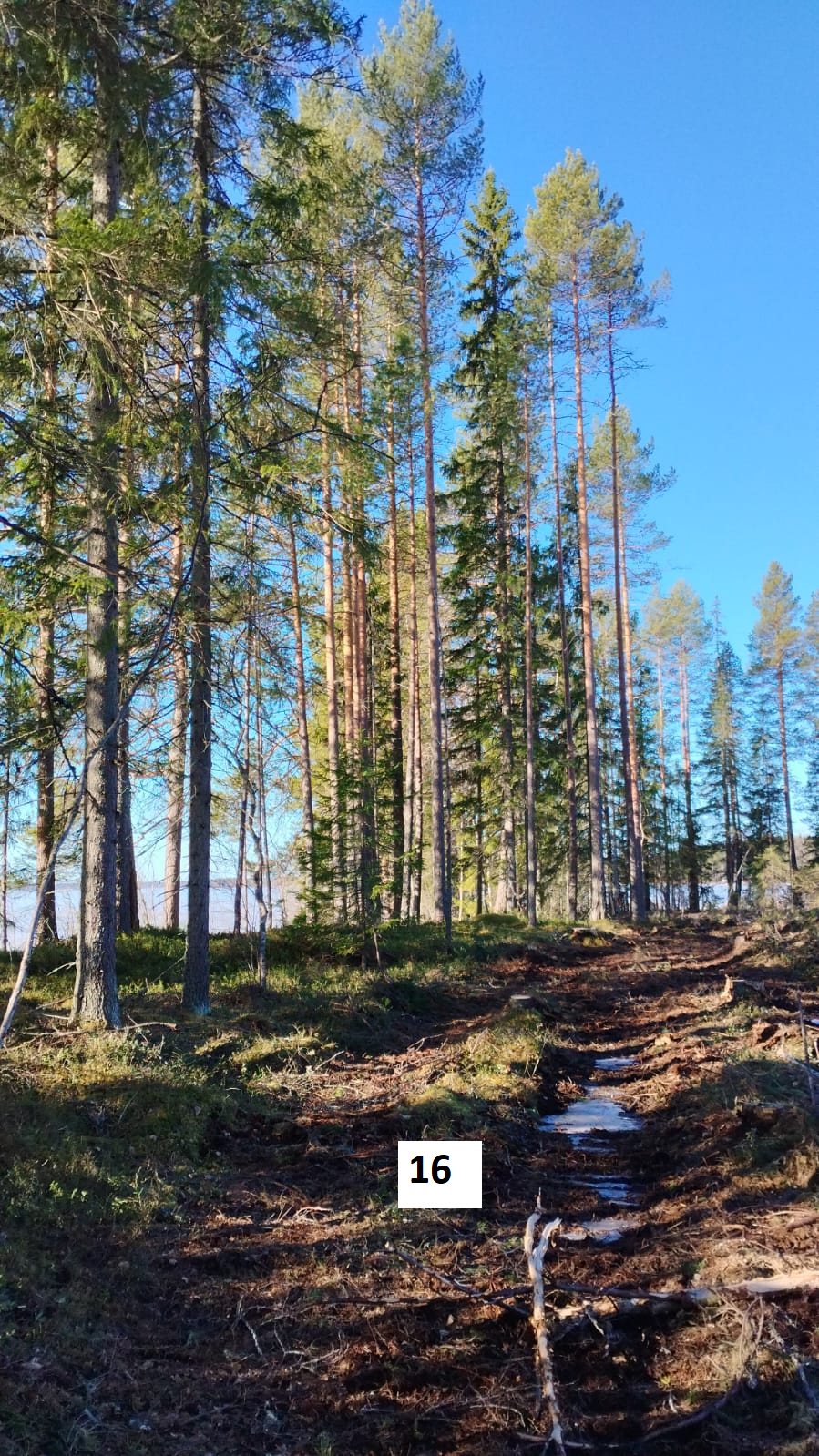 myytävät metsätilat, metsätilan myynti, metsätilat, metsän myyminen, perintömetsän myynti, metsäpalstan myynti, metsää ostavat rahastot, metsätilan kauppa, metsätilan kauppa ilman välittäjää, metsä lkv, metsä