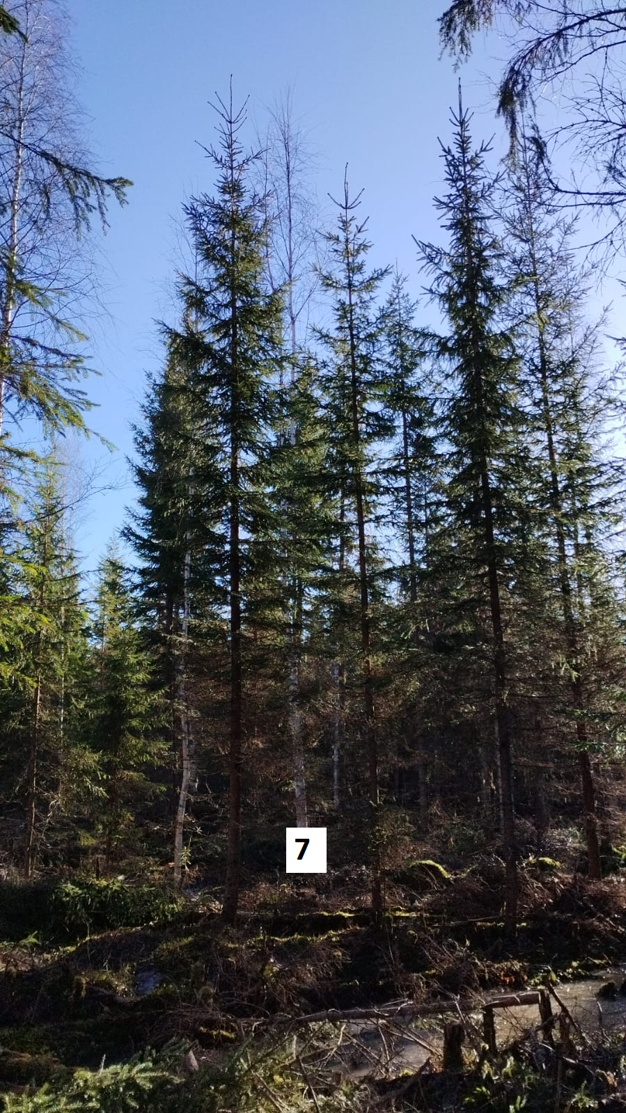 myytävät metsätilat, metsätilan myynti, metsätilat, metsän myyminen, perintömetsän myynti, metsäpalstan myynti, metsää ostavat rahastot, metsätilan kauppa, metsätilan kauppa ilman välittäjää, metsä lkv, metsä